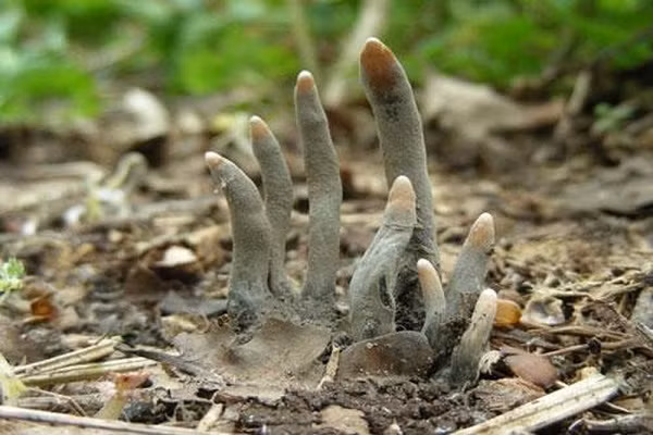Chẳng hạn như nấm Xylaria polymorpha đươc ví như ''ngón tay thần chết'' trồi lên khỏi mặt đất.