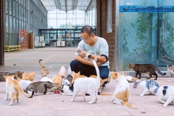 Khám phá Đảo Mèo ở Trung Quốc Kham pha Dao Meo o Trung Quoc