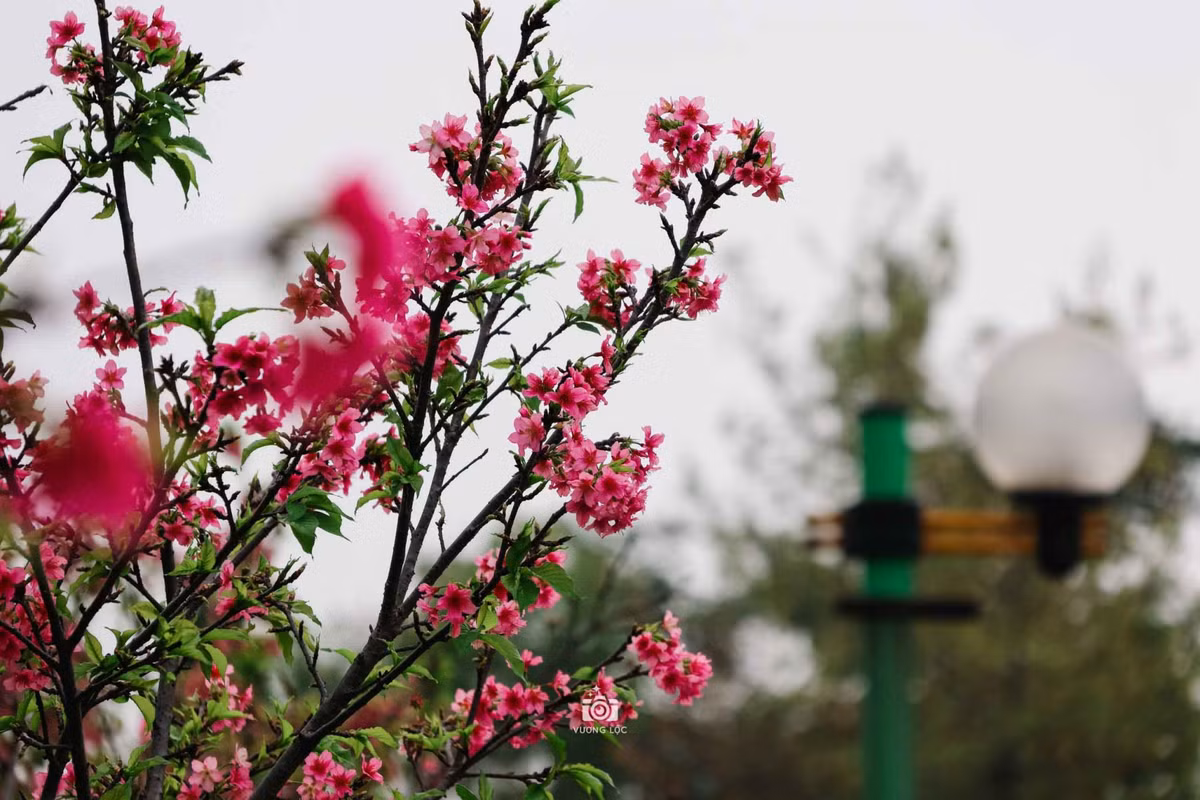 Khi đến Hà Nội, du khách có thể ngắm hoa anh đào nở ở trong khuôn viên khu ngoại giao nằm trên phố Thụy Khuê, quận Tây Hồ. Ảnh: Vương Lộc