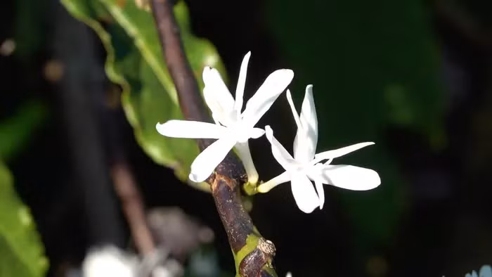 “Đồi tuyết trắng” là cách người dân nơi đây ca ngợi vẻ đẹp tinh khôi, trong trẻo của loài hoa này. Ảnh Tuệ Anh