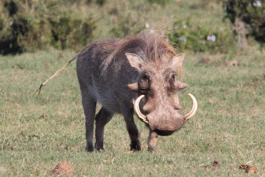Lợn peccary khoang cổ (Pecari tajacu). Kích thước: Đầu và thân dài 100-150 cm. Khu vực phân bố: Trung Mỹ và Nam Mỹ. Tình trạng bảo tồn trong Sách Đỏ IUCN: Ít quan tâm.