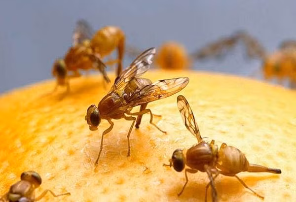 Để phục vụ cho nghiên cứu, nhóm các nhà khoa học đã tiến hành nhiều thí nghiệm để tìm hiểu vì sao ruồi giấm cái đã thay đổi khẩu vị của mình sau giao phối và để xem liệu sau khi mang thai, chúng có thèm ăn mặn hơn không. Kết quả là, loài ruồi giấm khi mang thai cũng thèm ăn mặn.