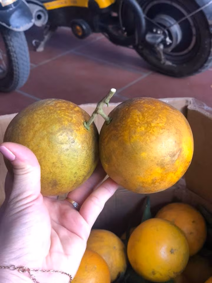 Người bán cũng tiết lộ, cam ngọt thì chỉ có cam nhỡ và cam lớn chứ cam nhỏ sẽ bị chua, khoảng 7 ngọt 3 chua. Ảnh: Facebook.