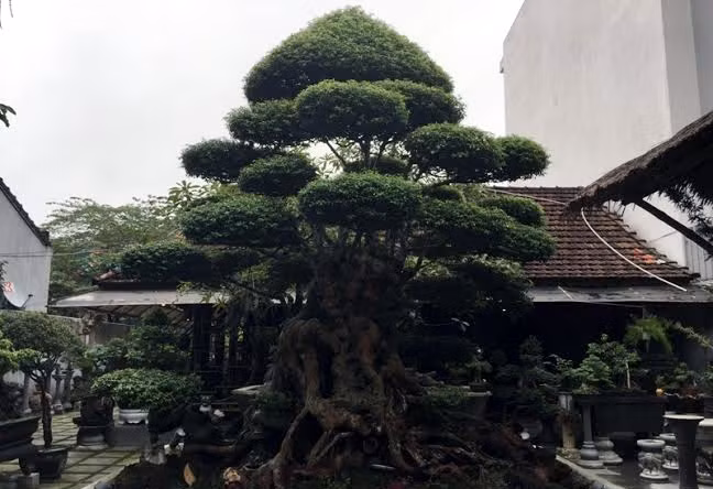 Một người chơi cây cảnh ở Huế sở hữu cây mai chiếu thủy với tuổi đời hơn 500 năm. Ảnh: Vietnamnet.