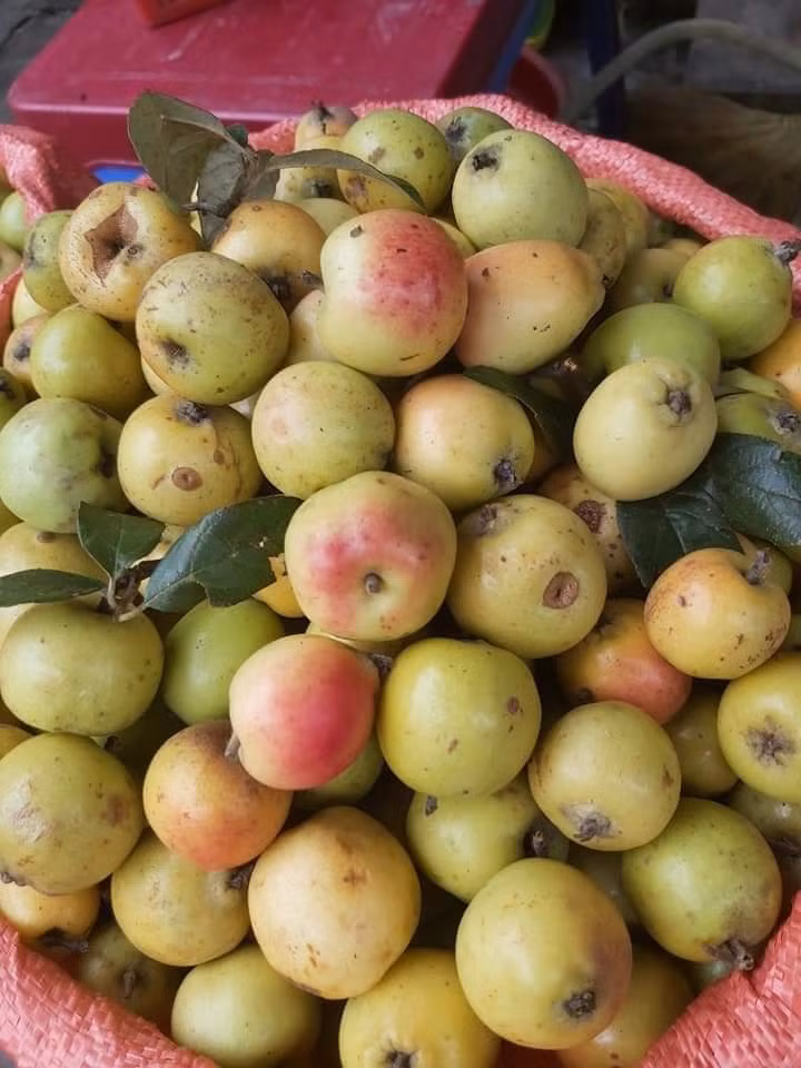 Để mua đúng táo mèo Tây Bắc, người tiêu dùng có thể ăn thử 1 quả. Nếu táo mèo ta, quả có vị hơi chát, không ngọt thuần.