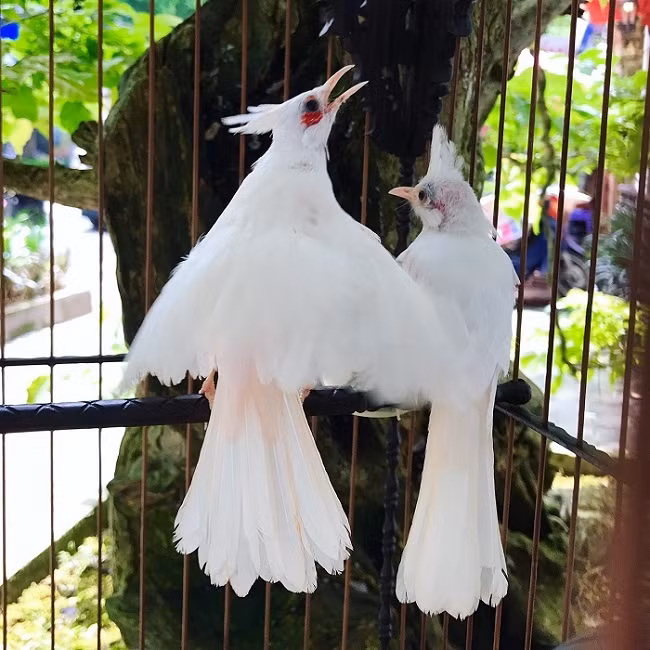 Anh Dương Văn Chương (Hà Nội) nổi tiếng trong giới sinh vật cảnh bởi thú chơi chim cảnh. Trong bộ sưu tập của anh có con chào mào bạch tạng mắt đỏ quý hiếm. Ảnh: Dân Việt.