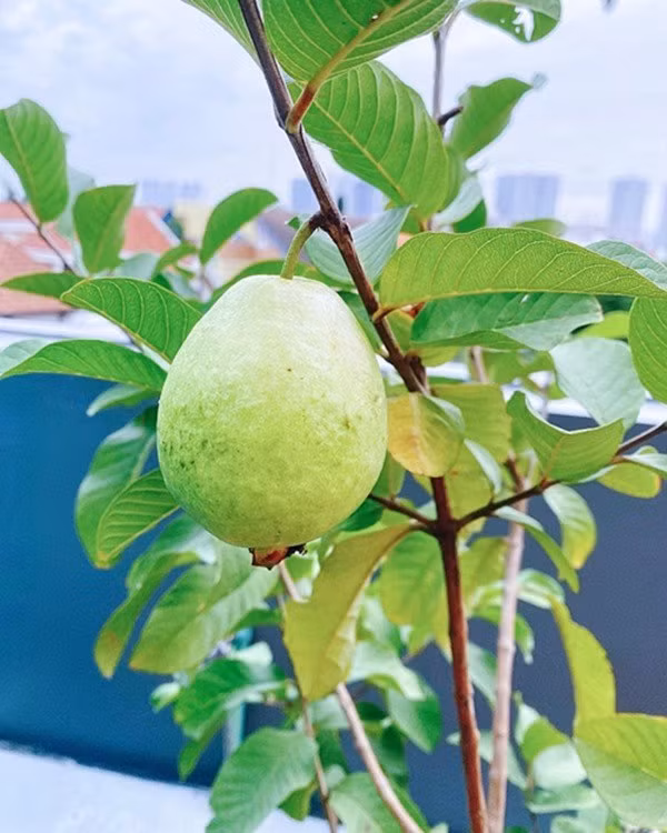 Loại phân y dễ dùng, kích thích cây tăng trưởng tốt nhưng an toàn với sức khỏe, không ô nhiễm môi trường. Nguồn ảnh: FBNV.