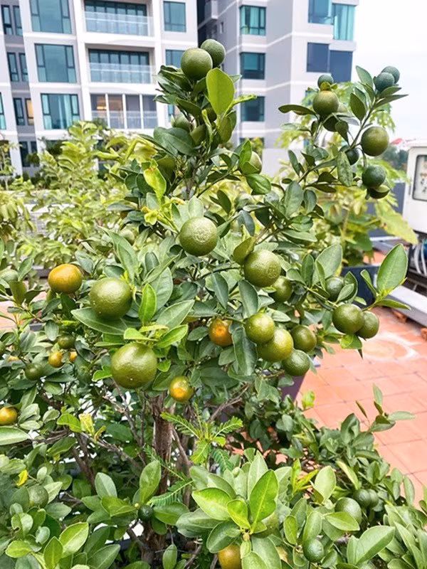 Cây quất sai trĩu quả nên nữ diễn viên Bảo Ngọc phải mang đi cho.