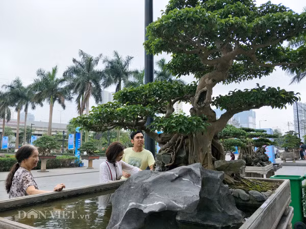 Riêng cây "Nghinh phong" này là có 2 thân, 1 thân chính đi lên tạo thành thân siêu và một cành mọc ở trong hõm gần gốc đi ra tạo thành cành chiếu thủy. Ảnh: Dân Việt.