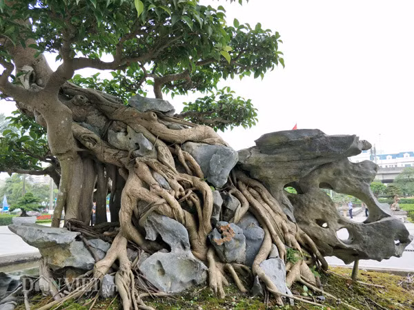 Đặc biệt, bộ rễ của tác phẩm sanh cổ "Nghinh phong" bám nêm chặt vào đá càng tạo thêm vẻ đẹp hiếm có. Ảnh: Dân Việt.