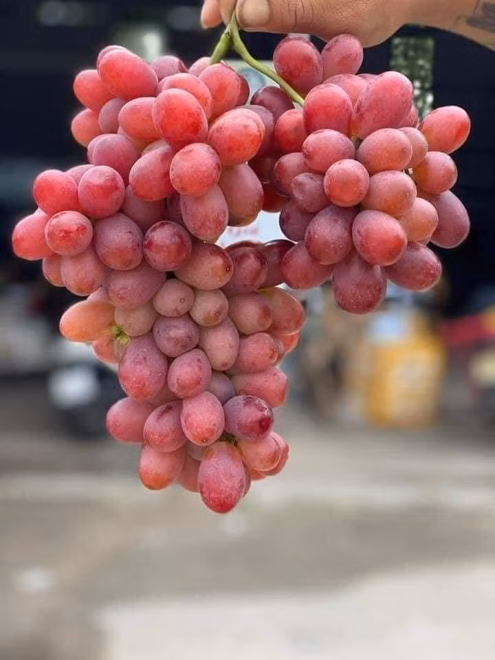 Hơn nữa, loại nho này lại không hạt, có vị ngọt thơm như kẹo.