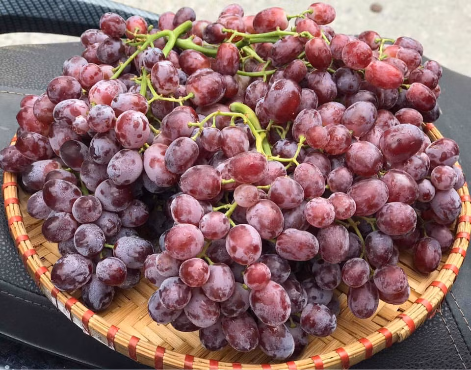 Nhiều tiểu thương chỉ quảng cáo là nho đỏ kẹo không hạt, giòn tan còn một vài tiểu thương khẳng định đó là hàng nội địa Trung Quốc.