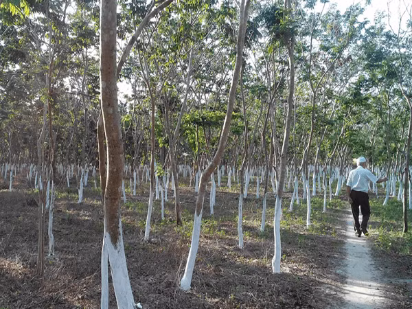 Cách nhà anh Dự không xa, anh Nguyễn Văn Khương hiện có hơn 100 cây sưa trồng gần 7 năm, được thương lái vào đánh giá đến vài tỷ đồng. (Ảnh minh hoạ)