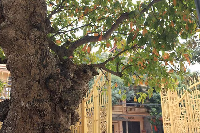 Anh Toàn cho biết, cây lộc vừng có tên “tích tụ phát lộc” vì đến mùa hoa, hoa đùn từ dưới gốc lên đến ngọn. Ảnh: Dân Việt.