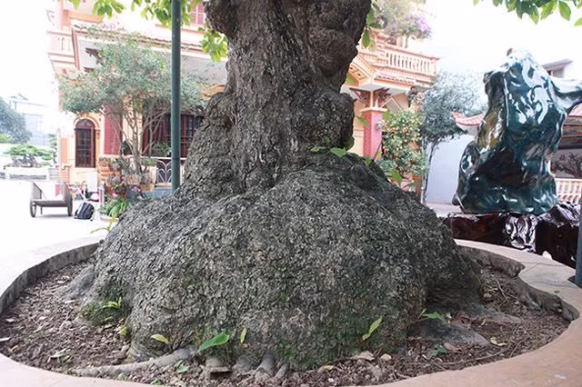 Thân cây xù xì, nổi nhiều u cục chứng tỏ phải vài trăm năm tuổi. Ảnh: Dân Việt.