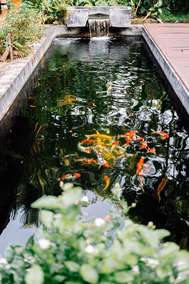 Phía trước ngôi nhà 3 gian là bể cá Koi đẹp mắt. Ảnh: Pháp luật &amp; bạn đọc.