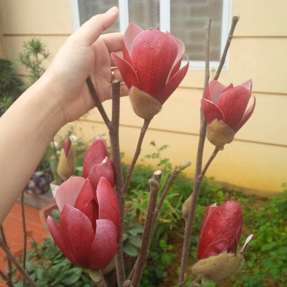Khi hoa mộc lan nở thì cành lộc chưa đâm chồi, lá non chưa nhú lên. Trên cây hoa chỉ thấy hồng, đỏ, trắng, vàng, toàn hoa là hoa. Nguồn ảnh: Facebook