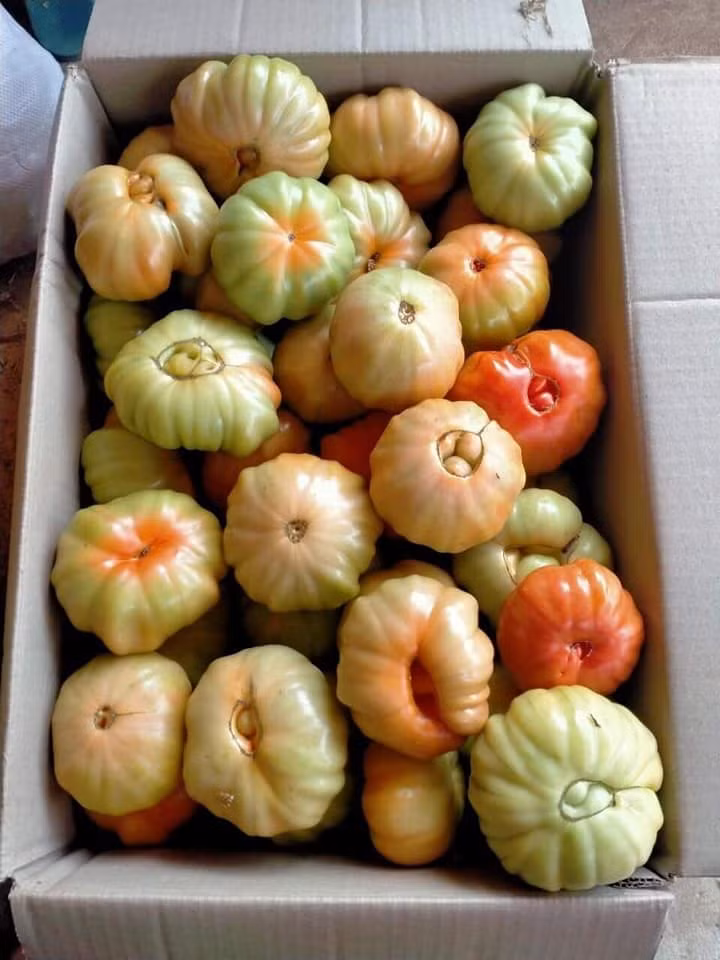 Đáng chú ý, nếu như cà chua ngoài chợ có giá từ 15.000 - 20.000 đồng/kg thì cà chua múi có giá đắt gấp đôi, từ 40.000 - 55.000 đồng/kg.