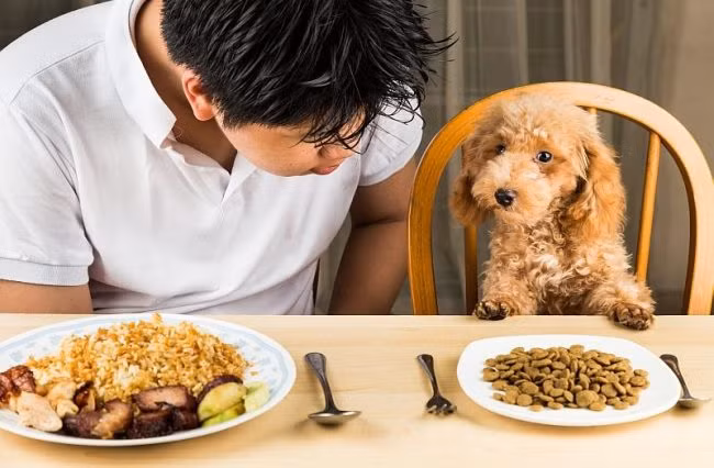 Để làm ra hương vị thức ăn cho chó mèo những công ty thức ăn có một bộ phận nơi mọi người làm công việc nếm thức ăn với mức lương 75.000 USD/năm (khoảng 1,7 tỷ đồng/năm).