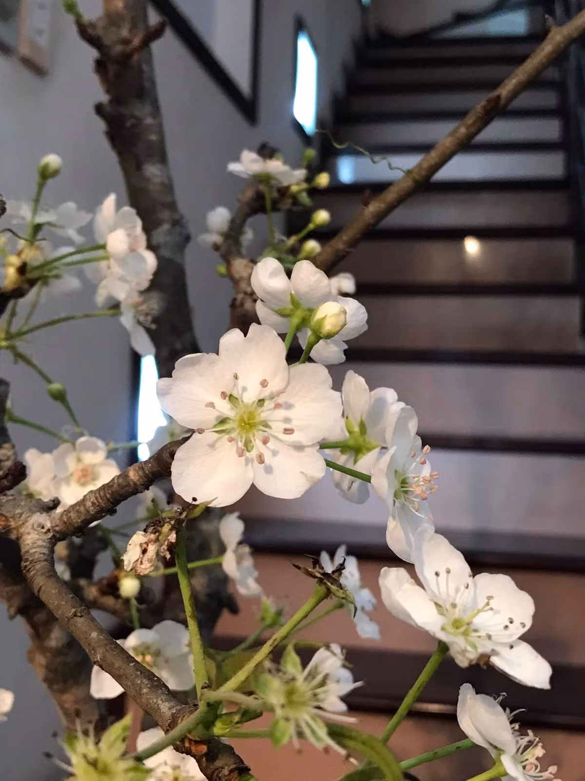 Tương tự, cô Thanh (Hoàng Mai, Hà Nội) cũng đặt mua lê rừng trái mùa nhưng phải đợi đến 5 ngày mới có hàng. Ảnh: FB Nguyễn Bích Thảo.