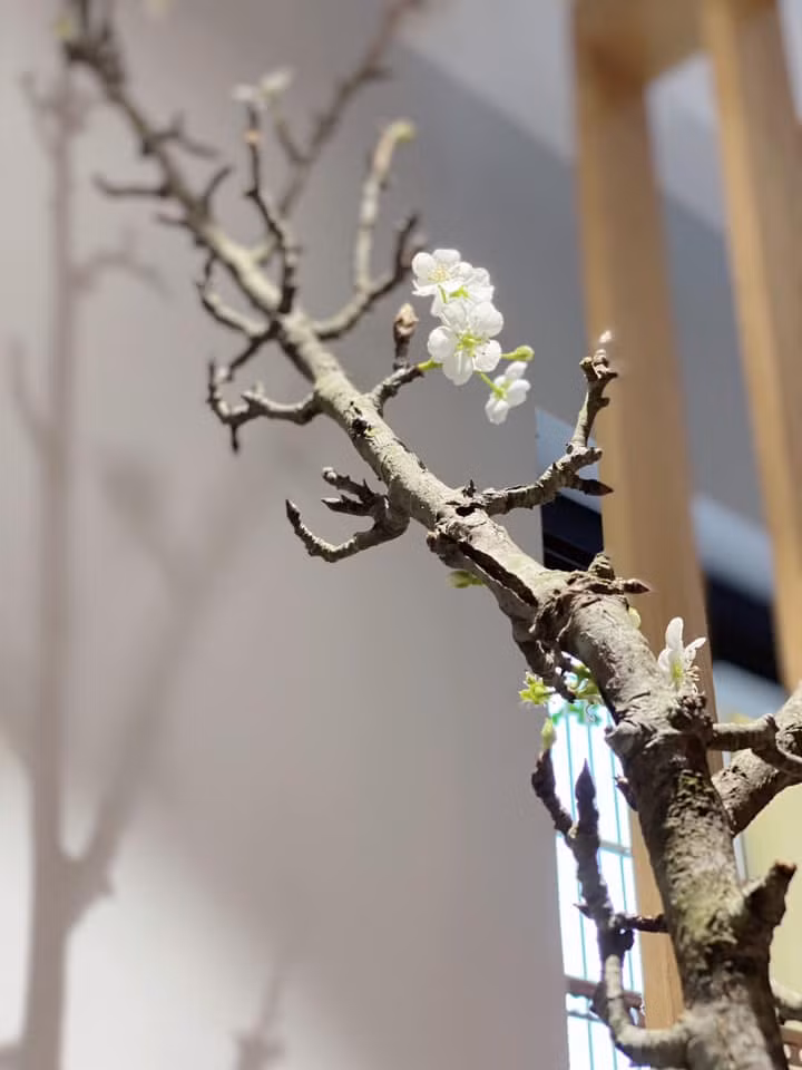 Chị Nguyễn Bích Thảo (chuyên bán các loại hoa, cây cảnh ở Hà Nội) cho biết, bình thường chỉ đến dịp Tết Nguyên đán mới có hoa lê rừng. Thế nhưng năm nay rất lạ là hoa lê rừng đã bung nở. Ảnh: FB Nguyễn Bích Thảo.
