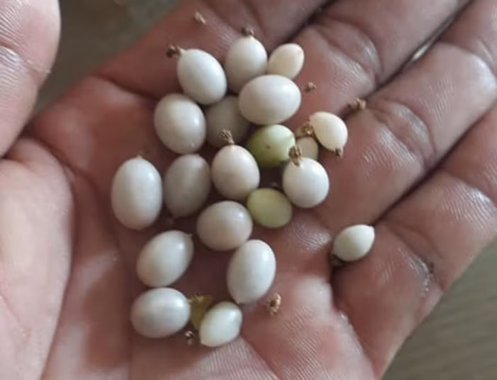 Người bán chỉ cần để lại địa chỉ là người mua đến tận nơi lấy hàng.
