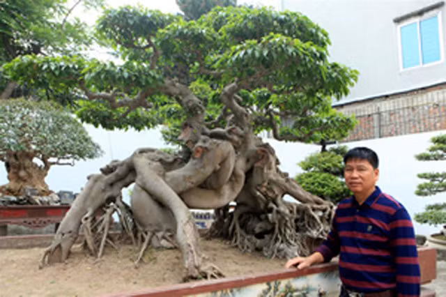 Khu gia trang của anh nằm ngay ở vị trí đắc địa của thành phố Việt Trì, trong đó quy tụ hàng trăm cây cảnh khác nhau, nhiều cây thuộc vào dạng quý hiếm, “có một, không hai”. Ảnh: Vietnamnet.