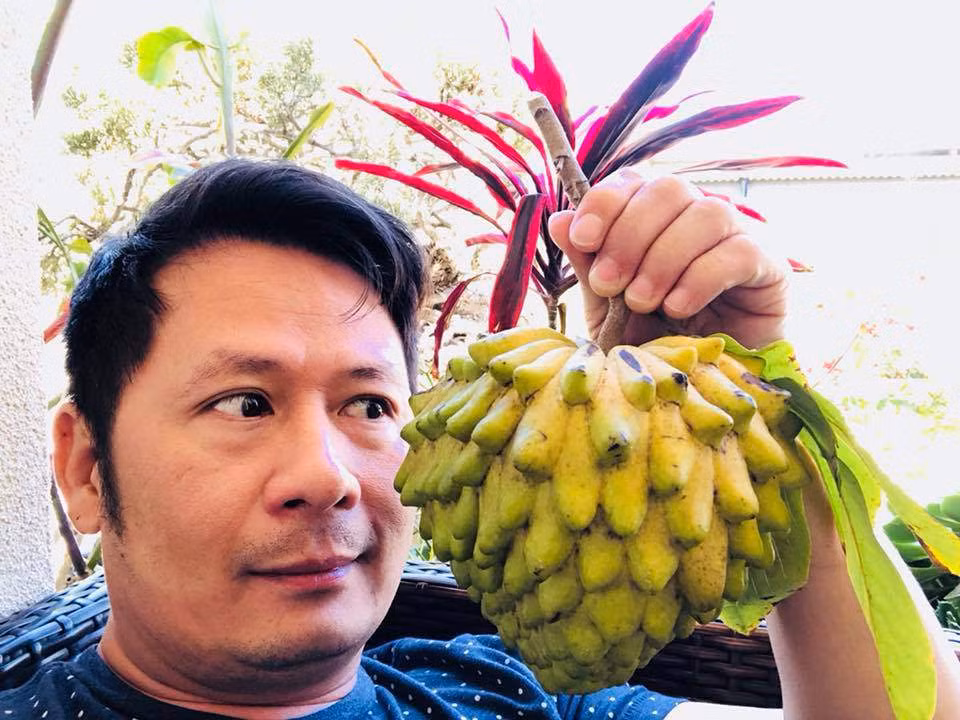 Cây mãng cầu do chính tay mẹ Bằng Kiều trồng cho trái to.