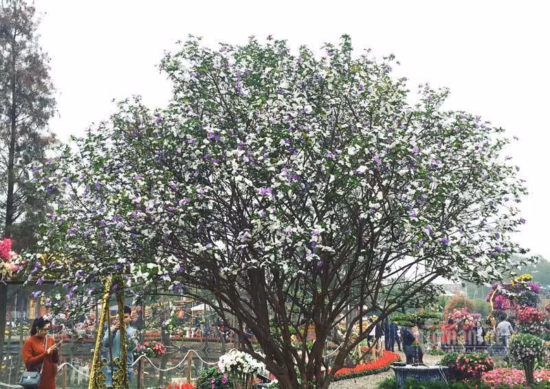 Mới đây, tại lễ hội hoa xã Xuân Quan (Văn Giang, Hưng Yên), khách tham quan không khỏi trầm trồ trước vẻ đẹp nổi bật của cây hoa nhài Nhật cổ thụ, với những bông màu trắng và tím xen kẽ nở rộ rất lạ mắt. Ảnh: Vietnamnet.