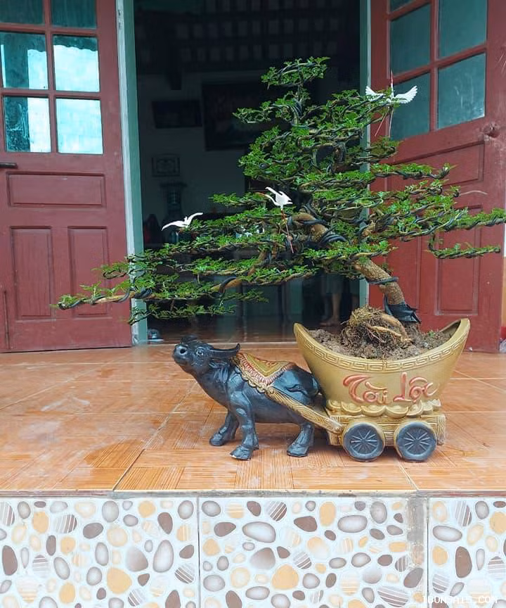 Cây cần thăng bonsai được trồng trên chậu nghệ thuật. Cả cây và chậu cao khoảng 40cm, dài khoảng 50cm. Ảnh: Vườn cộng đồng bonsai.