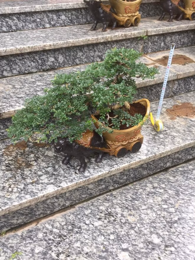Cần thăng bonsai - trâu rước tài lộc cũng được một số nhà vườn tung ra thị trường với giá 755.000 đồng/chậu. Ảnh: Caycanhmienbac