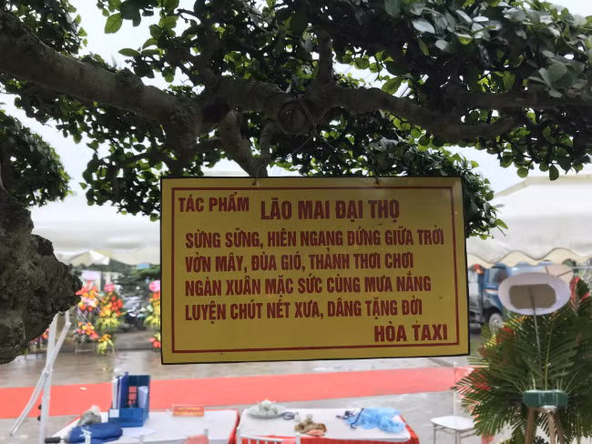  Cây duối cổ có tên “Lão mai đài thọ” của ông Lại Quang Hòa (Văn Giang, Hưng Yên) thu hút sự chú ý của khán giả khi đem đến triển lãm cây cảnh tại Văn Giang, Hưng Yên. Ảnh: Dân Việt.