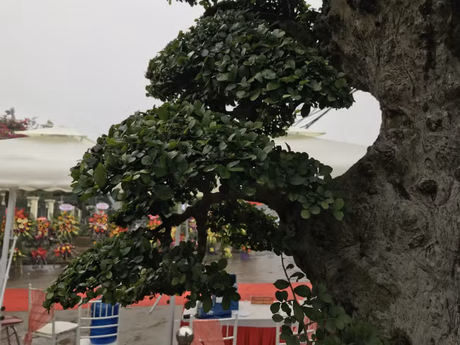 Những cây độc lạ như thế này, nhiều người đôi lúc có tiền cũng không thể mua được. Ảnh: Dân Việt.