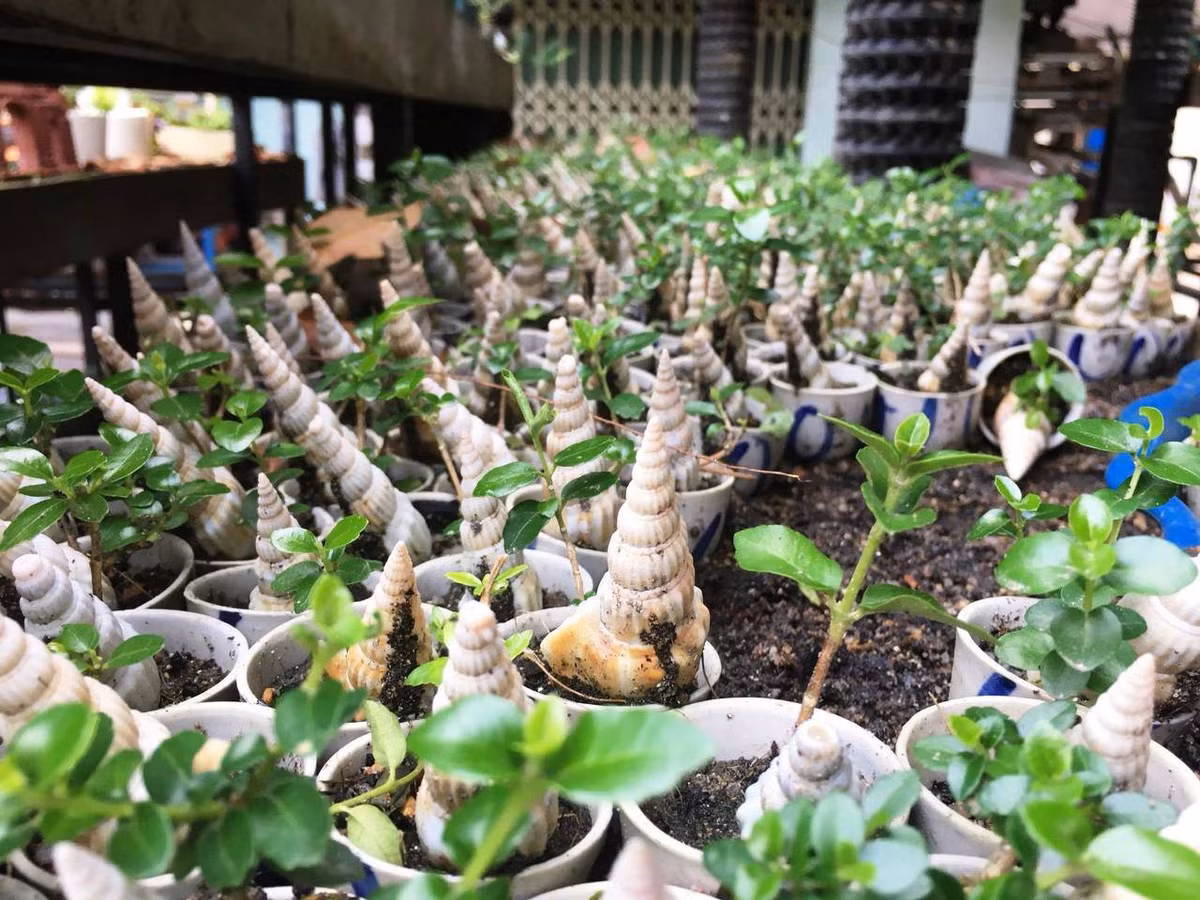 Bộ sưu tập bonsai và tiểu cảnh mini của ông Phúng đã phá vỡ kỷ lục của một người ở Ấn Độ sở hữu bộ sưu tập cây bonsai và tiểu cảnh mini từ nhiều năm qua (số lượng 3.333 bonsai và tiểu cảnh). Ảnh: Dân Việt.