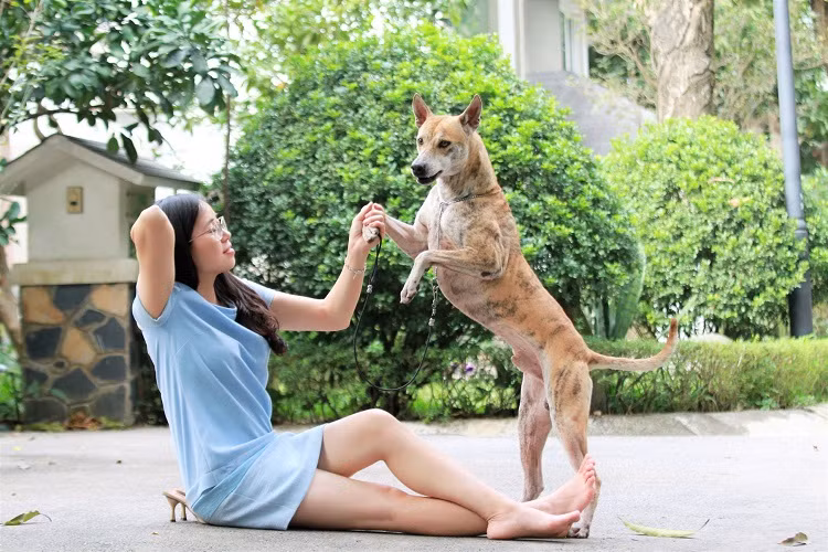 Cuối năm 2019, chị Hà chi gần 300 triệu đồng để được sở hữu chú chó Phú Quốc khác tên Cọp - con trai của Đốm, từng vô địch cuộc thi chó đẹp ở Paris năm 2011. Ảnh: Vietnamnet.