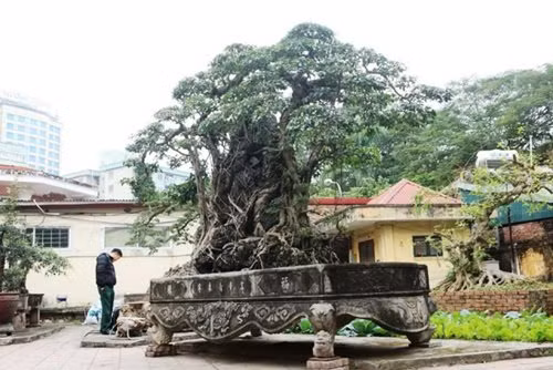 Năm 2010, tác phẩm sanh cổ ký đá "Mộc Thạch Nghênh Phong" cũng từng gây xôn xao giới sinh vật cảnh Việt Nam khi được tổ chức Kỷ lục Châu Á công nhận là "Cây Sanh trồng chậu ôm đá nghệ thuật lớn, cổ nhất Châu Á". Ảnh: văn Hiến.