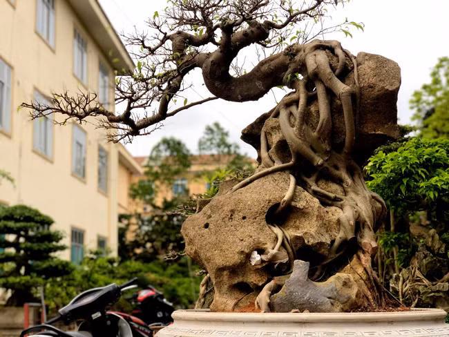 Thoạt nhìn, cây sanh chẳng có nhiều đặc biệt, nhưng giới đam mê sanh thế đánh giá rất cao về bộ rễ của nó. Ảnh: Dân Việt.