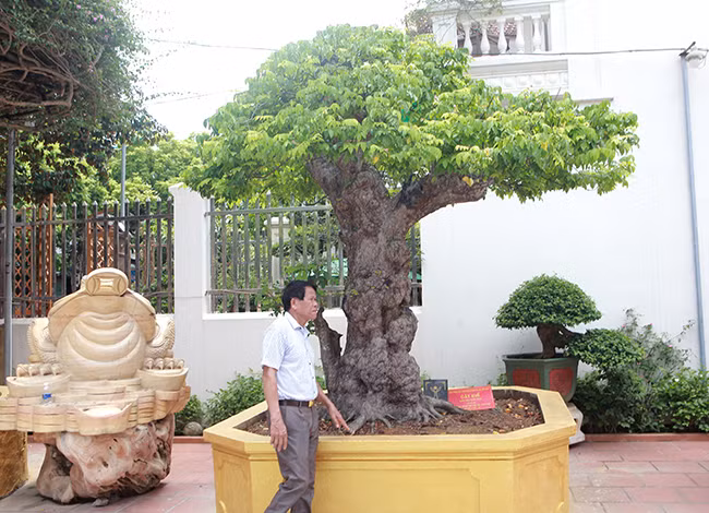 Zoom khe co thu gia tren troi trong vuon nha giau Viet