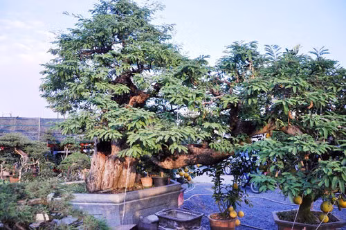 Cây me uốn lượn độc đáo. Ảnh: Dân Việt.