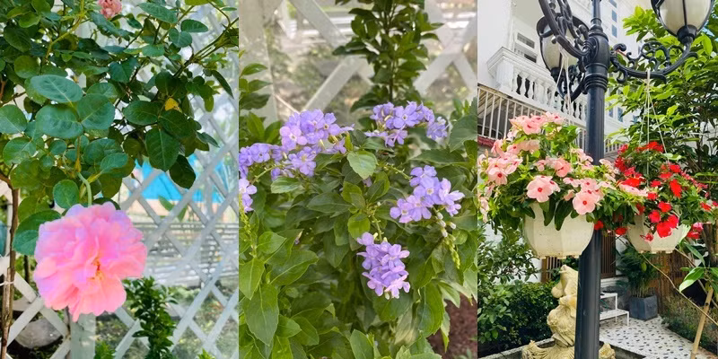 Đủ các loại hoa đua nhau khoe sắc. Ảnh: FBNV.