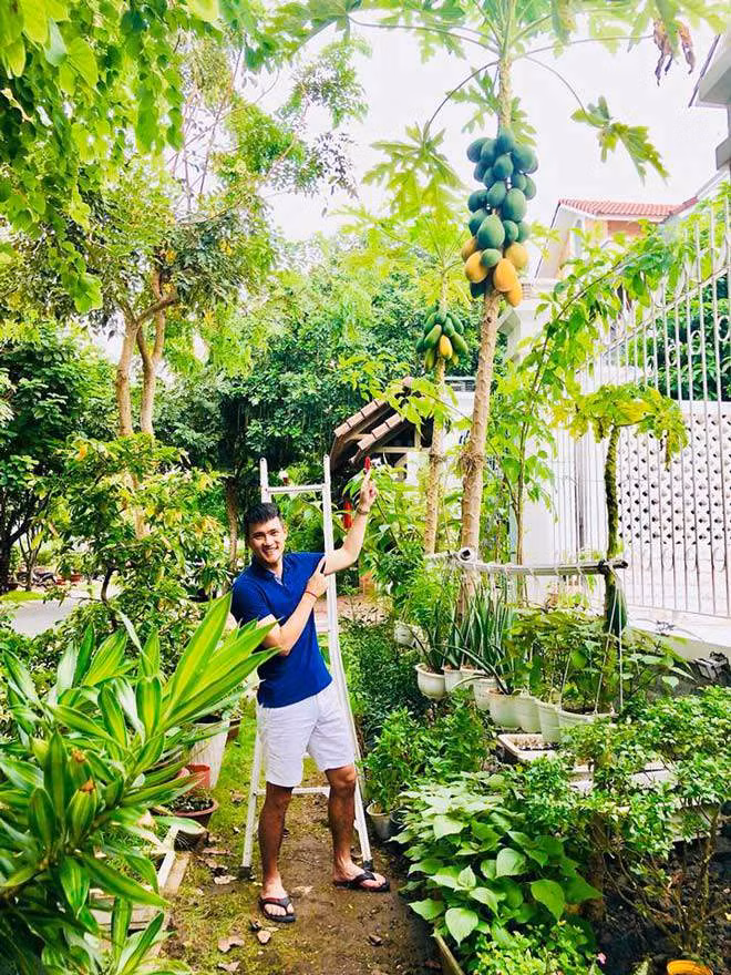 Đu đủ sai trĩu quả trông thích mắt.