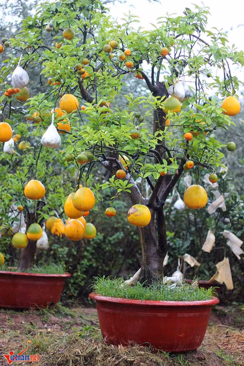 Ông cho biết, ý tưởng ghép cây ngũ quả ngày Tết bắt đầu từ năm 2007, tuy nhiên 2 năm đầu, cây do ông ghép không cho kết quả như mong đợi vì ra quả không đúng dịp Tết và thân cây yếu khi sử dụng cam để ghép. “Tôi mất khoảng 7 tháng để ghép quả lên cây, loại quả ưu tiên đầu tiên là bưởi (bưởi Diễn, bưởi Sần, bưởi đỏ, bưởi da xanh…) vào tháng 4. Sau đó, tháng 5 ghép các loại cam, chanh đào, đến tháng 8 bắt đầu ghép quả phật thủ, quất" - ông chia sẻ.