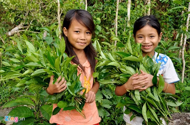 Cây chè ở vùng núi Cà Đam có hương vị đặc biệt, là đặc sản của địa phương này. Chủ tịch UBND tỉnh Trần Ngọc Căng cho hay khí hậu mát mẻ ở dãy núi Cà Đam trồng nhiều cây dược liệu quý như sâm 7 lá và các loại rau, củ, quả ôn đới…