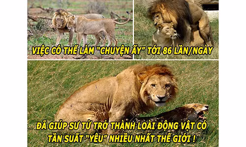 Choáng với tần suất làm “chuyện ấy” của loài sư tử Choang voi tan suat lam “chuyen ay” cua loai su tu