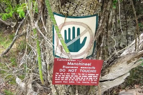 Loài cây này có màu xanh, mọc cao lên đến 15 mét với nhiều nhánh thân lớn rậm rạp chia ra từ gốc cây. Vỏ thân gỗ sần sùi, màu đỏ xám, hoa nhỏ có màu vàng. Lá cây có màu xanh, bề mặt mịn, sáng bóng, có răng cưa và dài khoảng từ 5 - 10 cm. Riêng quả của cây Manchineel có kích thước nhỏ, dáng thon tròn và có màu xanh hoặc vàng xanh khi chín, trông vẻ ngoài không khác gì trái táo nhưng bên trong lại có chứa chất cực độc.
