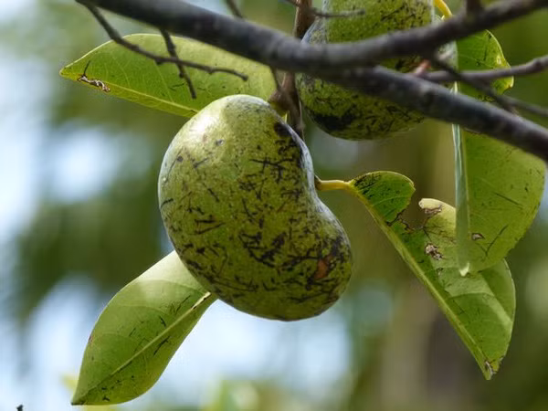 Cây Manchineel được mệnh danh là loài cây kịch độc nguy hiểm nhất hành tinh bởi lượng độc chết người và cách truyền độc có một không hai của nó. Cây Manchineel là một loại cây vùng nhiệt đới, được tìm thấy ở vùng Nam Florida (Mỹ), vùng biển Caribbean hay phía Bắc của Nam Mỹ.
