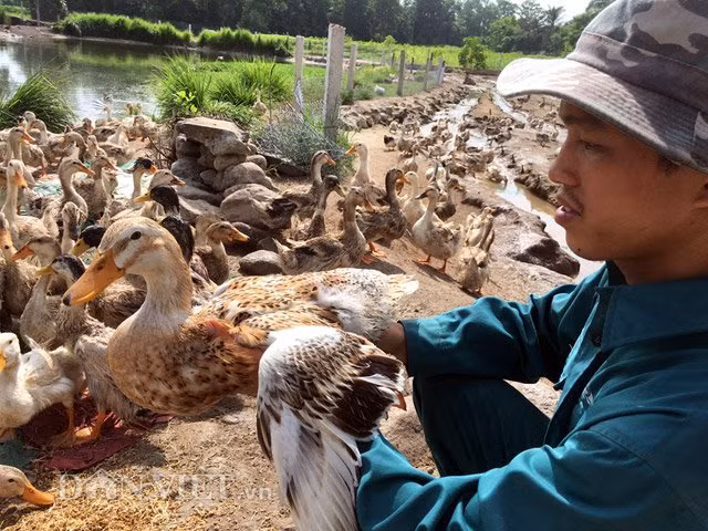 Sau một thời gian tìm hiểu, cách đây hơn 1 năm, anh Nguyễn Đức Thuận (41 tuổi) đã chọn mua hơn 2.000 con vịt giống 1 ngày tuổi từ tỉnh Lạng Sơn với giá khoảng 20.000 đồng/con đưa về nuôi để bán thịt tại thôn Phú Thuận Tây, xã Nghĩa Thuận, huyện Tư Nghĩa (Quảng Ngãi).