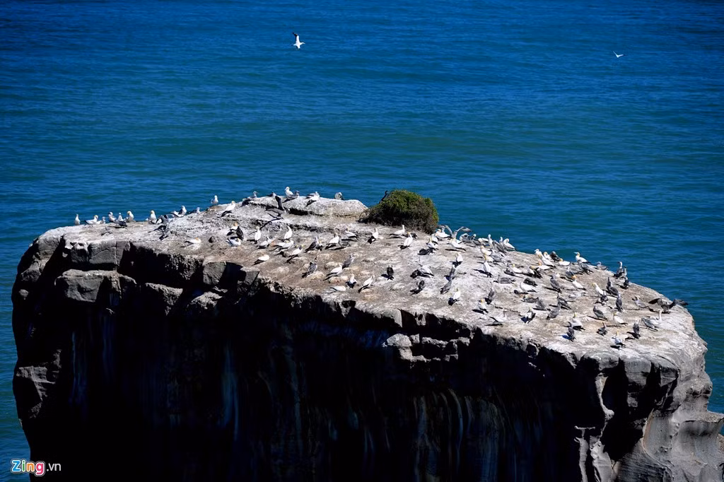 Còn bờ biển Muriwai là nơi trú đậu của chim Gannet.