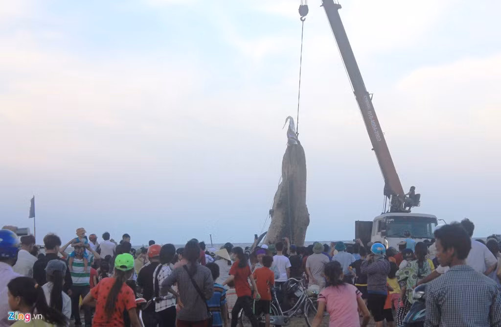 Gần 19h, sau nhiều nỗ lực, cá voi đã được đưa vào bờ biển để nâng lên thùng xe chở vào nơi chôn cất. Tuy nhiên, sau nhiều lần thử bất thành, chính quyền địa phương buộc phải dừng công tác trục vớt.