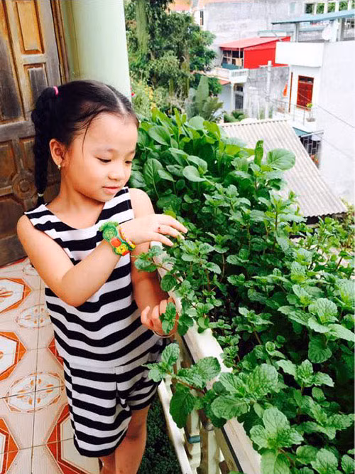 Trồng rau vì sức khỏe gia đình Chia sẻ lý do trồng rau quả sạch, chị Hòa Nguyễn (45 tuổi- Bắc Kạn) cho biết: “Từ nhỏ, mình đã có niềm đam mê trồng hoa cỏ và rau quả. Lập gia đình, mình không có thời gian tiếp tục thực hiện đam mê đó. Hầu hết, thực phẩm phục vụ bữa ăn hằng ngày thường được mua ở chợ hoặc siêu thị. Gần đây, báo đài thông tin rau bẩn, nhiễm hóa chất được bày bán tràn lan khiến mình hoang mang lo sợ. Từ đó, mình quyết tâm dành thời gian trồng rau sạch, đảm bảo sức khỏe cho các con và gia đình”. Không có diện tích đất vườn, chị Hòa đã tận dụng khoảng trống rộng chừng 35-40m vuông trên các thành ban công tầng tum để trồng rau quả. Chị cho hay, ngôi nhà có mái che nhưng do diện tích rộng nên tất cả thành tường ban công được sử dụng để lấy nắng hắt và ánh sáng.